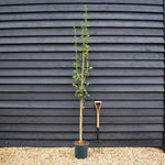 Crataegus Laevigata 'Paul's Scarlet' | Hawthorn 'Paul's Scarlet' - Height 160-180cm, 12lt