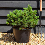 Pinus mugo 'Pumuckel' | Dwarf mountain pine -  Width 40-50cm Height 30-40cm - 12lt