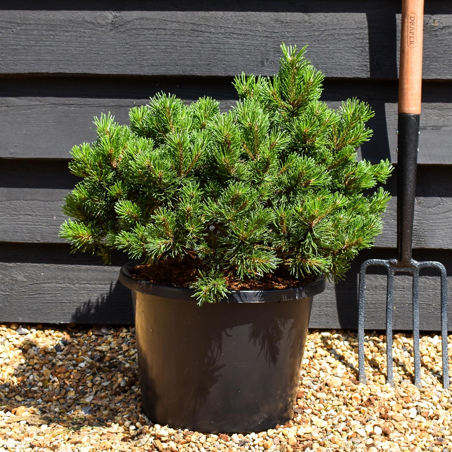 Pinus mugo 'Pumuckel' | Dwarf mountain pine -  Width 40-50cm Height 30-40cm - 12lt