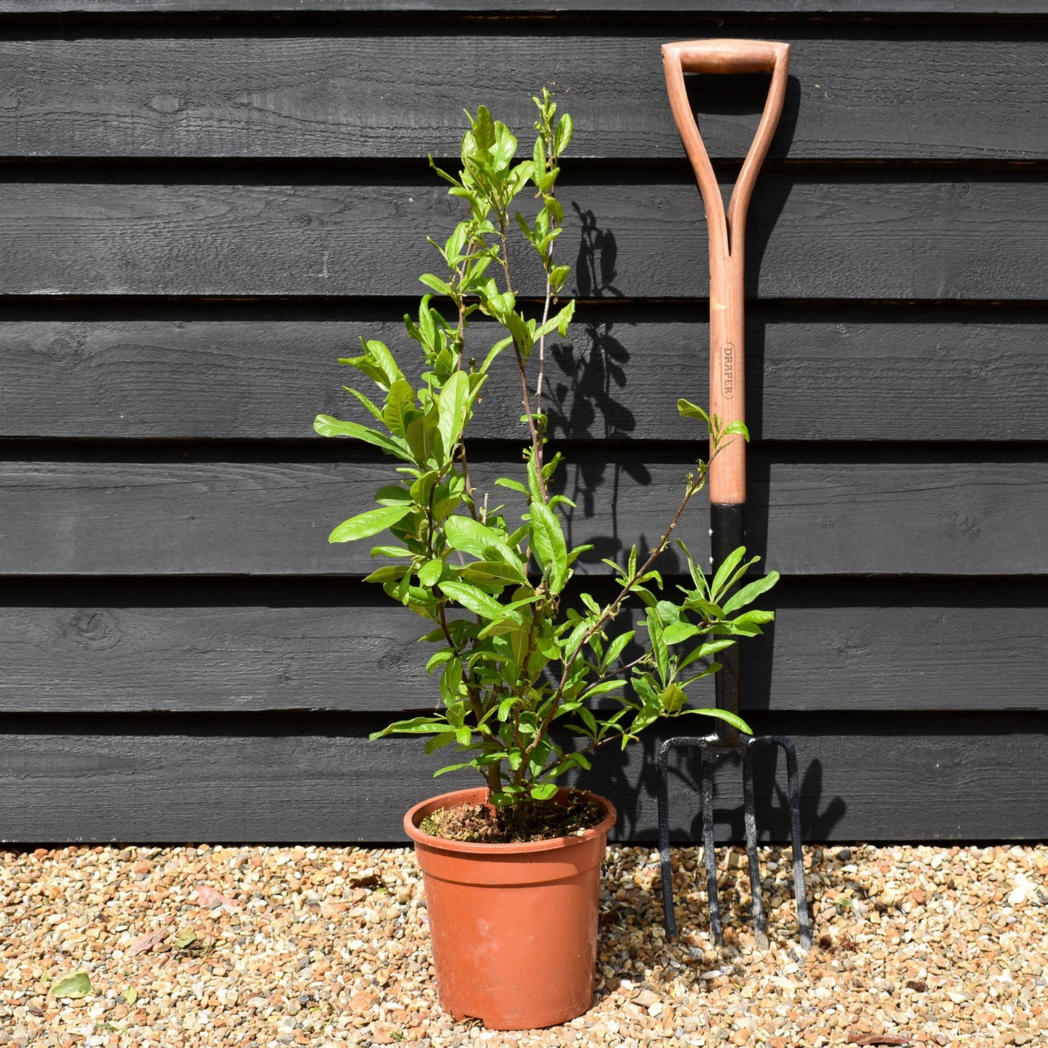Magnolia Stellata - Bush - Height 70-90cm - 5lt