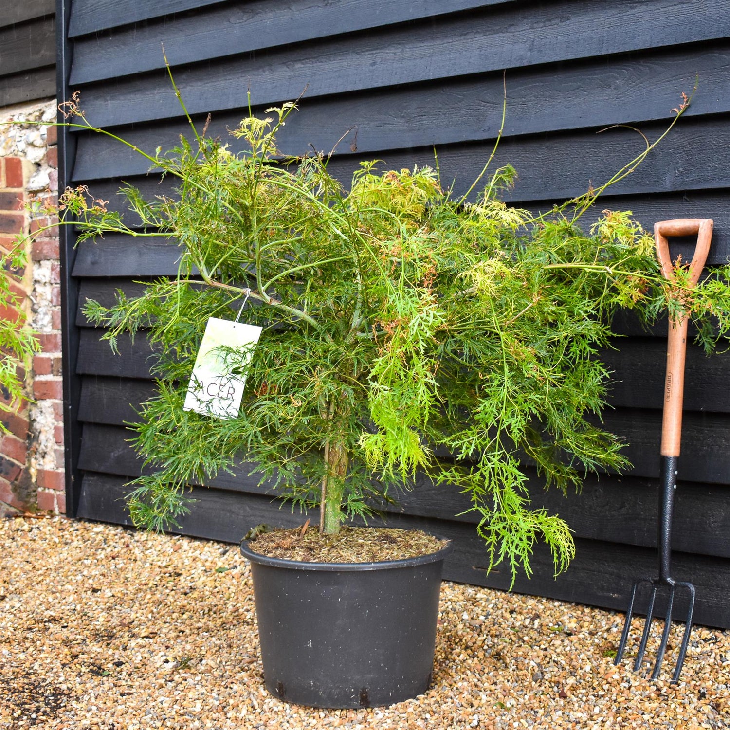 Acer palmatum Dissectum | laceleaf Japanese maple - Weeping - Clear Stem 40cm - Height 100-120cm - 35lt