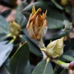 Rhododendron Yakushimanum 'Vollblut' - Shrub - Height 30-40cm - 20lt