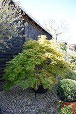 Acer dissectum 'Viridis' | Japanese maple Viride - Girth 20cm -  220-240cm - 230lt