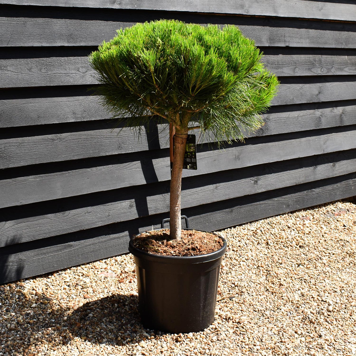 Pinus densiflora 'Alice Verkade' - Clear Stem 40cm - Girth 12-14cm - Height 70-80cm - Width 40-50cm - 20lt