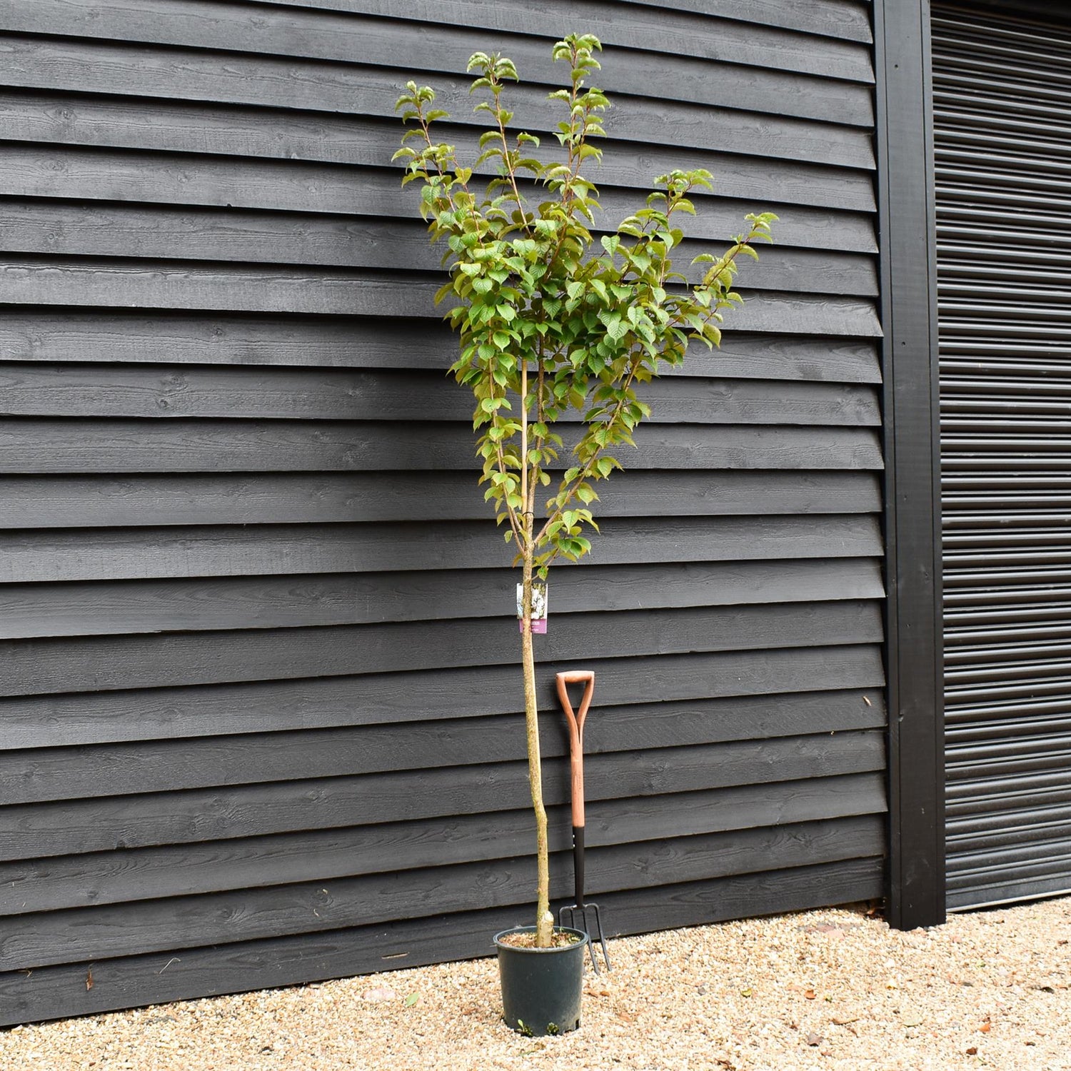 Prunus 'Spire' | Cherry 'Spire' -  Height 150-180cm - 12lt