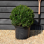 Ilex Crenata Luxus Globe - Width 50cm - 20lt