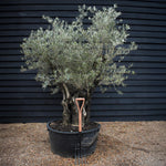 Olive Tree | Olea Europea - Specimen - Leaning Triple branched Gnarly - Trunk height 80cm - Height 180-200cm - Girth 140cm - 240lt