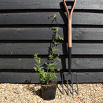 Jasminum officinale | Jasmine - 15-25cm - 3lt