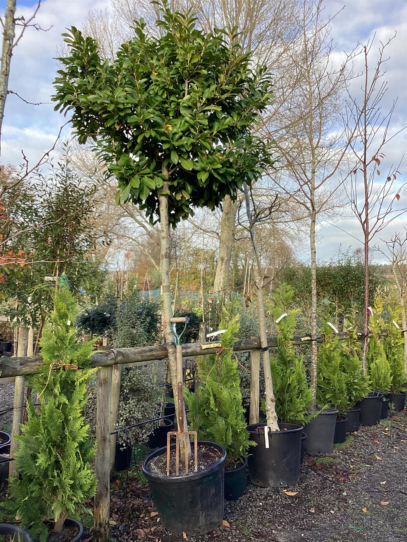 Prunus laurocerasus Rotundifolia Std - 100lt