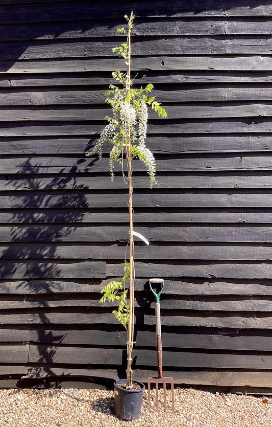 Wisteria floribunda | Japanese wisteria ' - Cane - 300-350cm - 12lt