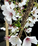Prunus Royal Flame | Prunus 'Mieke' - Height 190-210cm - 10lt