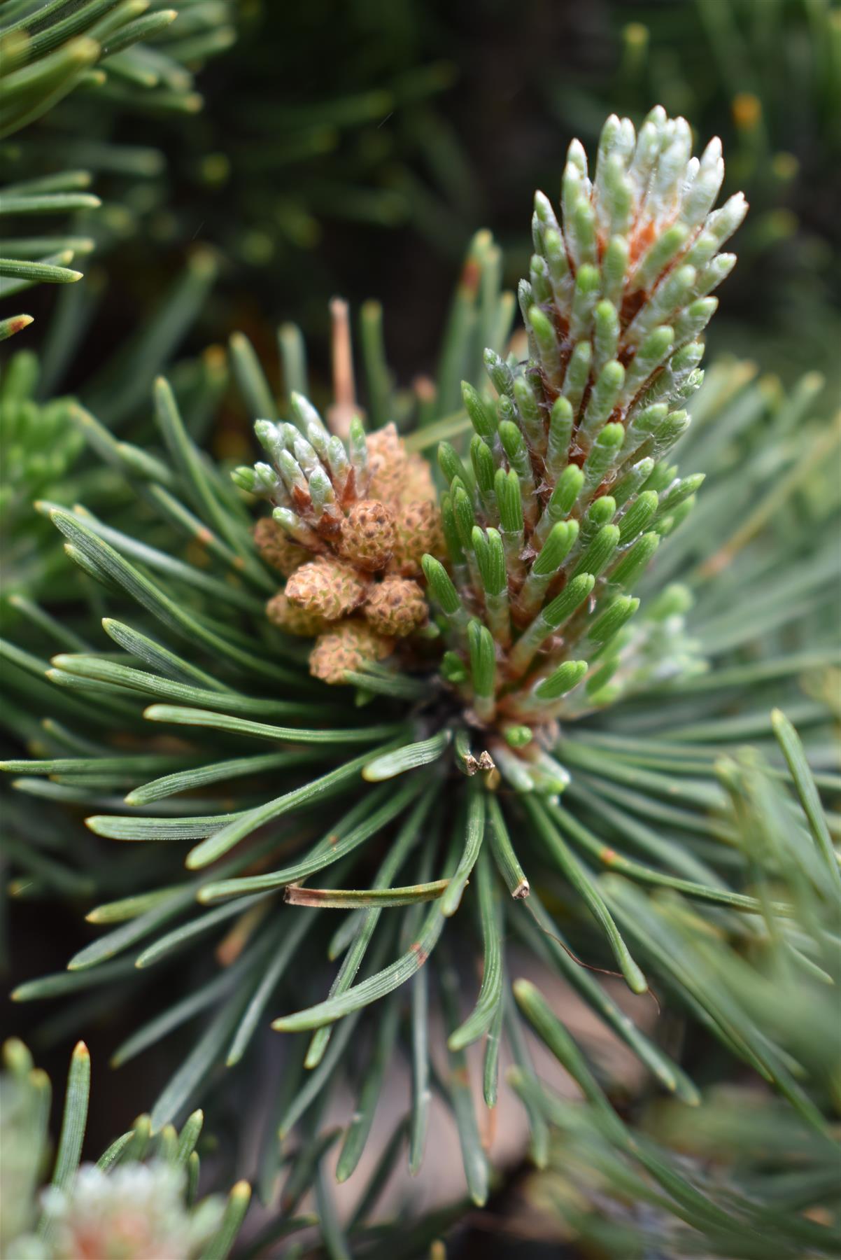 Pinus mugo 'Picobello' | Dwarf Mountain Pine - Height 30-40cm - Width 30-40cm - 10-12lt