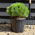 Pinus mugo 'Ophir' - Height 20-30cm Width 30-40cm - 12lt