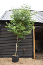 Mimosa Tree | Acacia dealbata - Girth 14-16cm - 320-350cm - 130lt