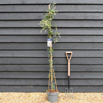 Clematis cartmanii 'Avalanche' - Evergreen - Climber on cane - Height 180-200cm - 8lt