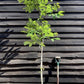 Juglans regia | Common Walnut Tree - 200-220cm, 30lt