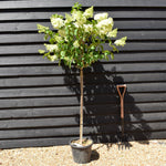 Hydrangea paniculata 'Polar Bear' - Clear Stem 90-100cm - Height 140-160cm - 15lt