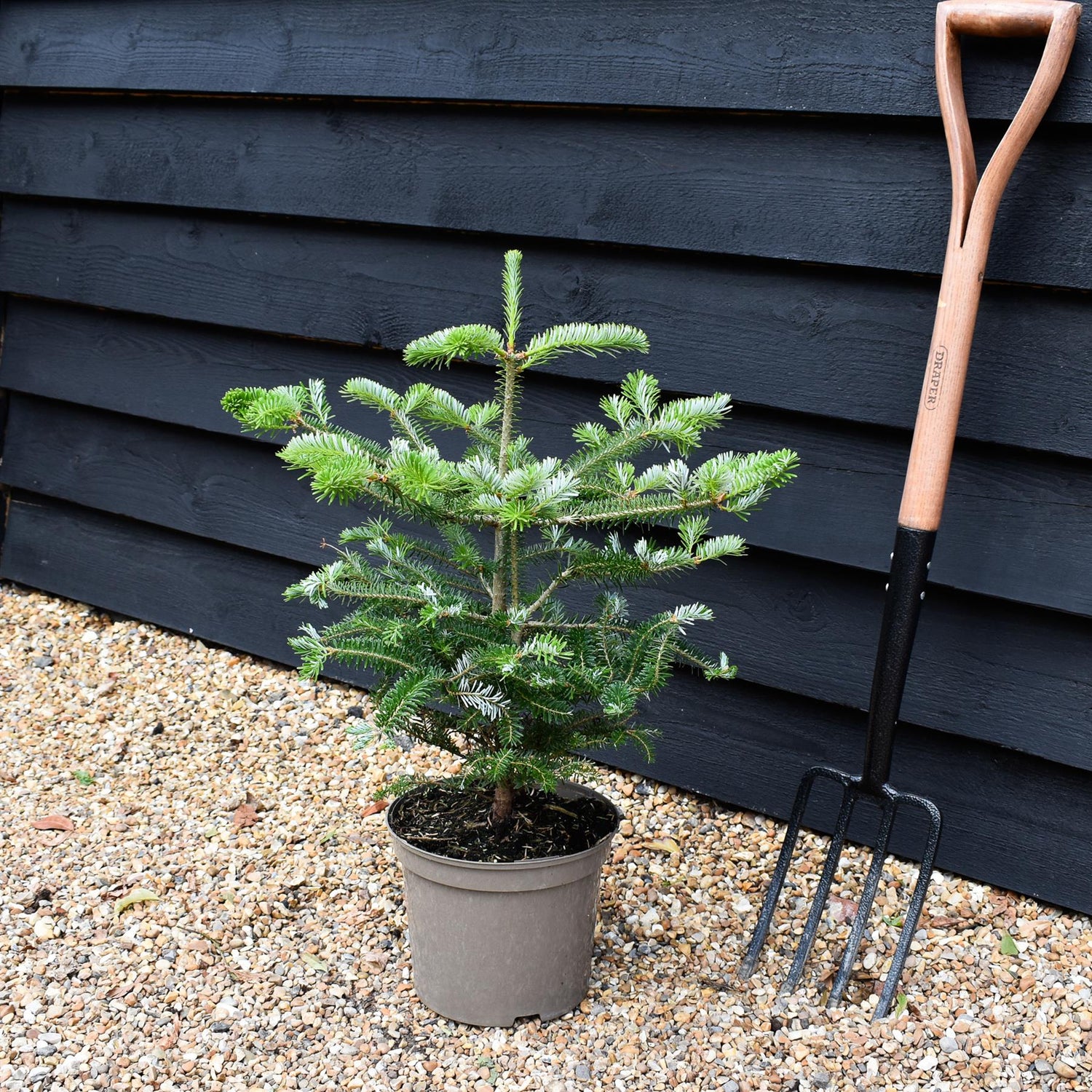 Korean fir | Abies koreana - Height 40-50cm - Pot Grown - 5lt