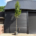 Hornbeam Fastigata | Carpinus betulus 'Fastigiata' - Girth 10-12cm - Height 280-320cm - 70lt