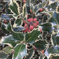 Ilex aquifolium 'Argentea Marginata' | Silver-Margined Holly - Ball - 100cm - 45lt