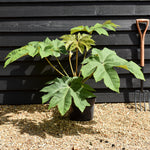 Tetrapanax papyrifera 'Rex' - Shrub - Height 30cm - 10lt