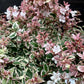 Abelia grandiflora Magic Daydream - 10/40cm, 2lt
