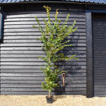 Zelkova Serrata - Pot Grown - Height 60-100cm - 5lt