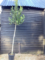Ilex Nellie R Stevens | Holly 'Nellie R. Stevens' - 340cm, 45lt