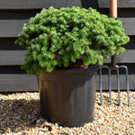 Abies koreana 'Brilliant' | Korean fir 'Brilliant' - Height 20-30cm - Width 40-50cm - 18lt