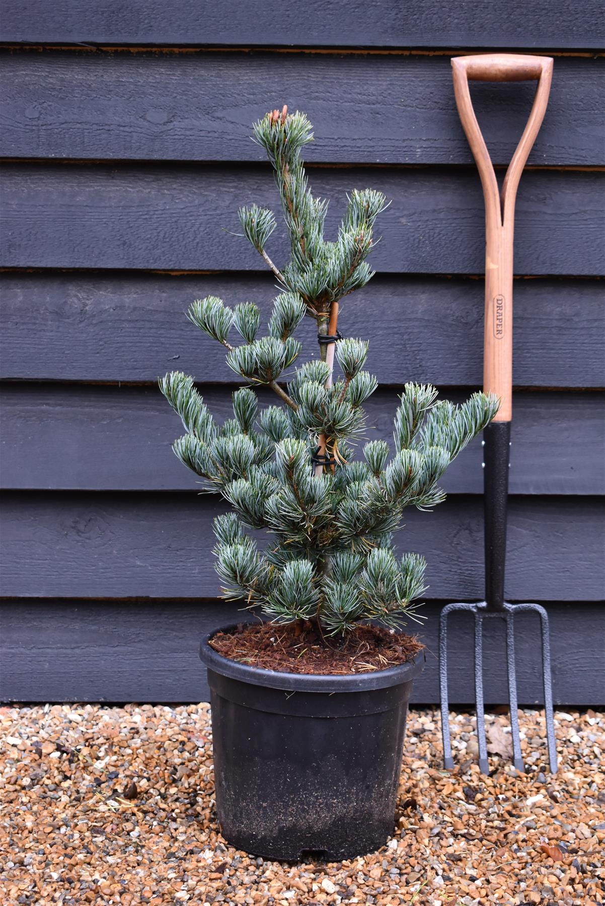 Pinus parviflora 'Aui' | Japanese white pine - Height 60-80cm - Width 40cm - 11lt