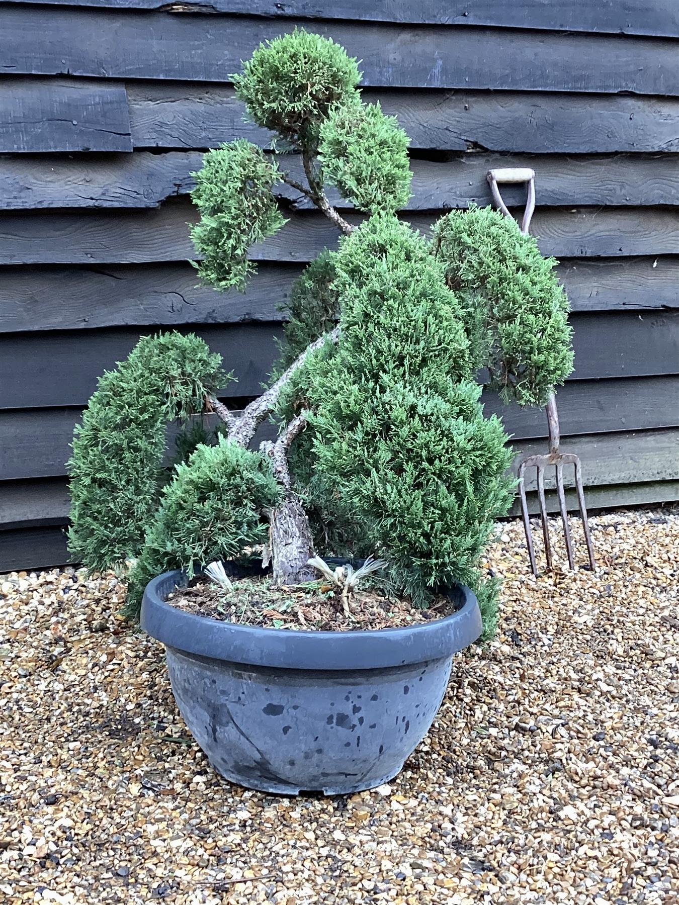 Juniperus Communis Prostrata | Bonsai - 110cm - 40lt