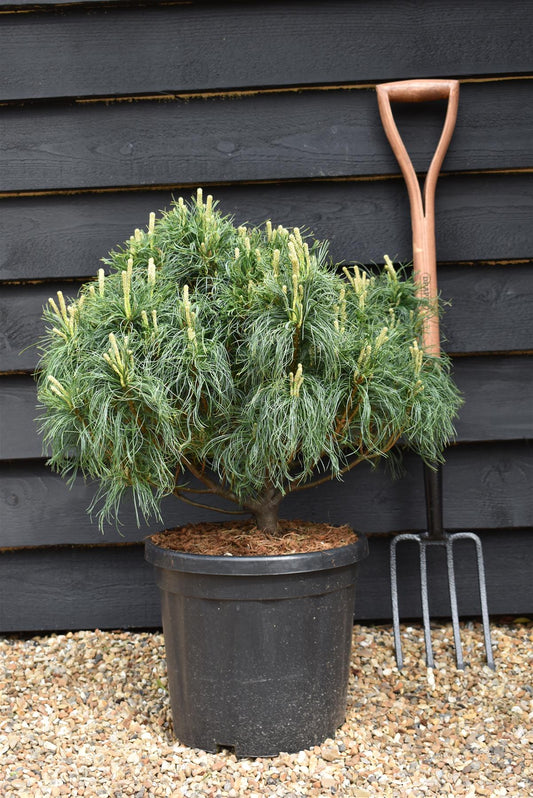 Pinus strobus 'Green Twist' | Eastern white pine - Height 50cm - Width 50-60cm - 18lt