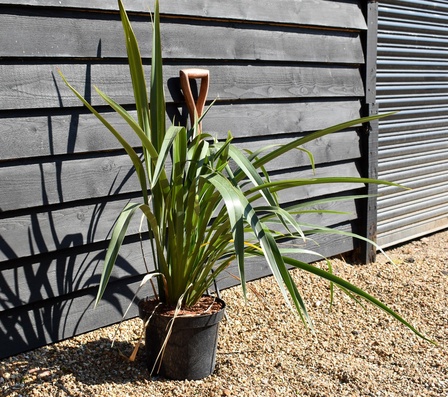 Phormium tenax - Height 80-100cm - 10lt