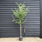 Pink Flowering Hawthorn | Crataegus Laevigata 'Rosea Plena' - Height 220-250cm - Girth 6-8cm - 20lt