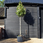 Photinia x fraseri Red Robin - 180cm Trunk - Height 300cm-330cm - Girth 14-16cm - 180lt