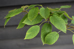 Amelanchier x grandiflora 'Robin Hill' - Height 190-210cm - 12lt