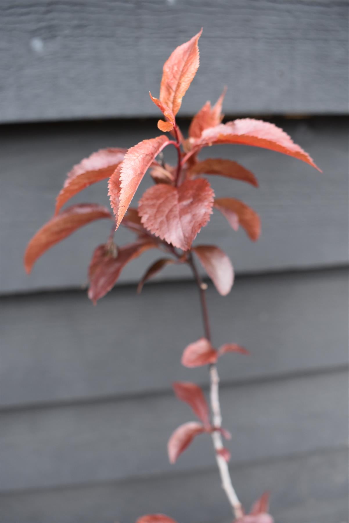 Prunus cerasifera 'Pissardii' | Cherry Plum 'Pissardii' - 100-150cm - 18lt