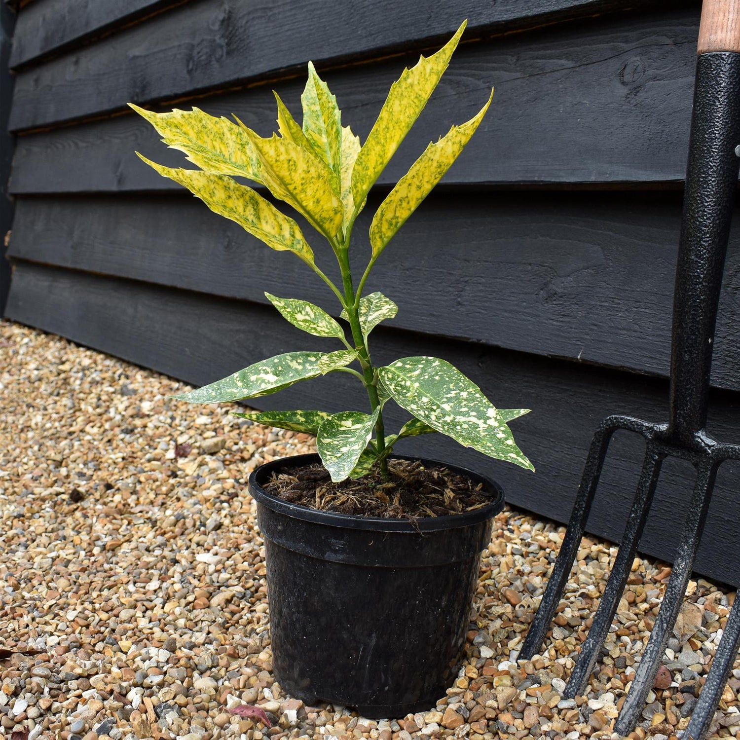 Aucuba japonica 'Golden Girl' - 3lt