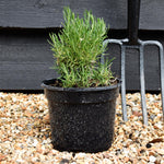 Rosmarinus officinals 'Green Ginger - Height 15-25cm - Bushy - 2lt