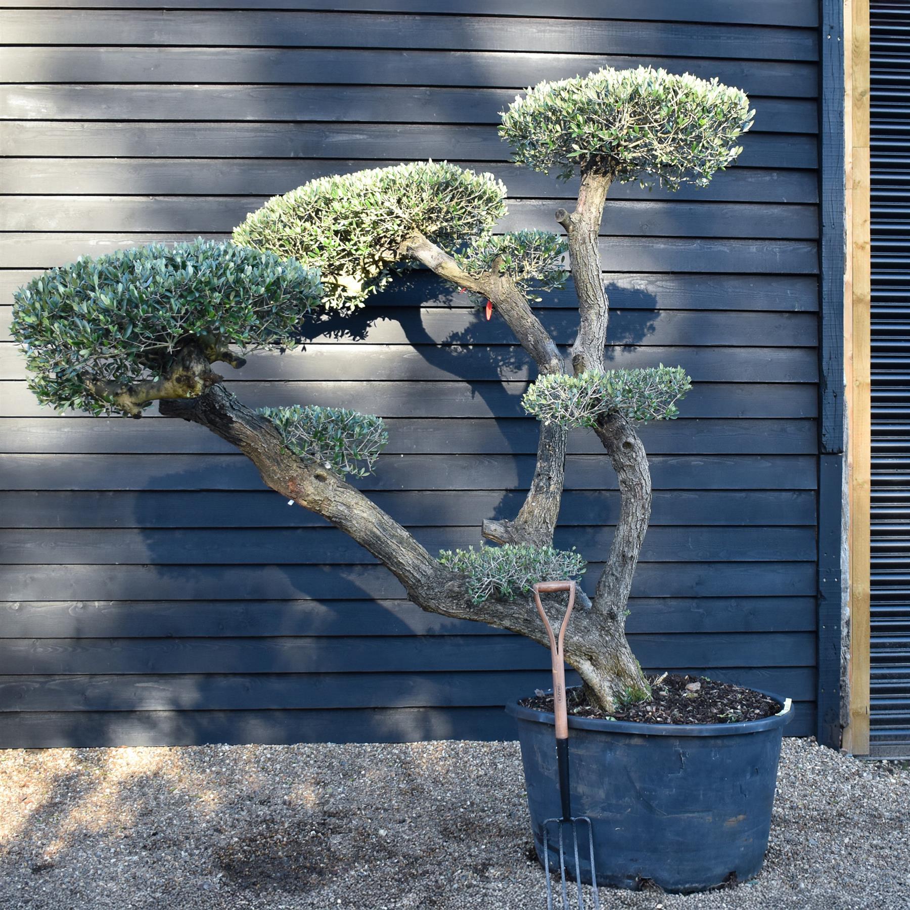 bonsai olive tree uk Olive Tree | Olea Europea - Specimen - Triple branch cloud