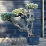 Olive Tree | Olea Europea - Specimen - Triple branch cloud - 7 Clouds plated - Height 200cm - 285lt