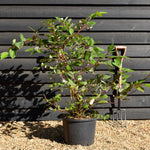 Cornus alba 'Sibirica' | Siberian Dogwood - Shrub - Height 90-100cm - 20lt
