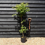 Jasminum officinale 'Clotted Cream' | Jasmine 'Clotted Cream' - Height 100-120cm - 9lt
