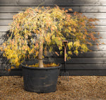 Acer palmatum Dissectum | laceleaf Japanese maple - Weeping - Clear Stem 90cm - Height 130-140cm - 230lt