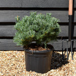 Pinus Parviflora 'Linda' - Height 30cm-40cm - Width 35-45cm - 11lt