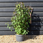 Callicarpa bodinieri var. giraldii 'Profusion' - Height 90-110cm - 10lt