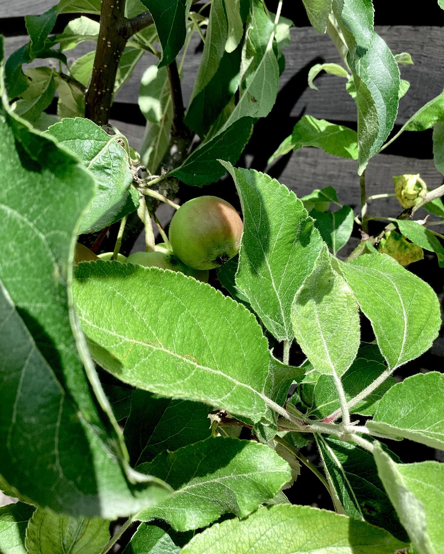 Apple tree 'Idared' | Malus domestica - 150-160cm - 10lt
