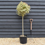 Ligustrum Lucidum 'Varigatum' - Half Standard Clear stem 80-90cm - 140-150cm Height - 25lt