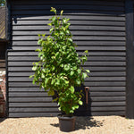Magnolia Yulan - Shrub - Height 180cm - 45lt