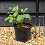 Cornus alba 'Sibirica' | Siberian Dogwood - 20-35CM - 3lt